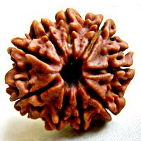 Rudraksha 9 faces