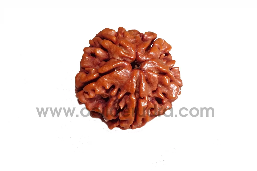 Rudraksha 5 faces énergisé