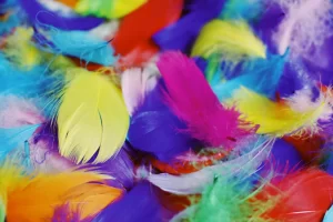 Signification des couleurs de plumes