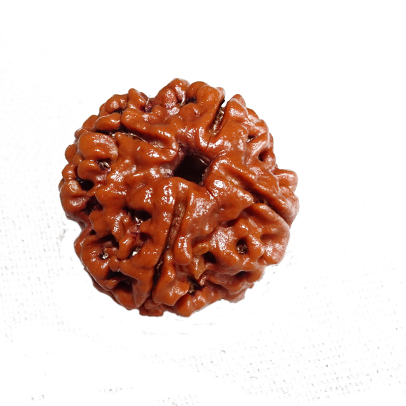 rudraksha 4 faces