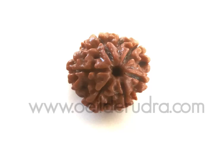 rudraksha 6 faces