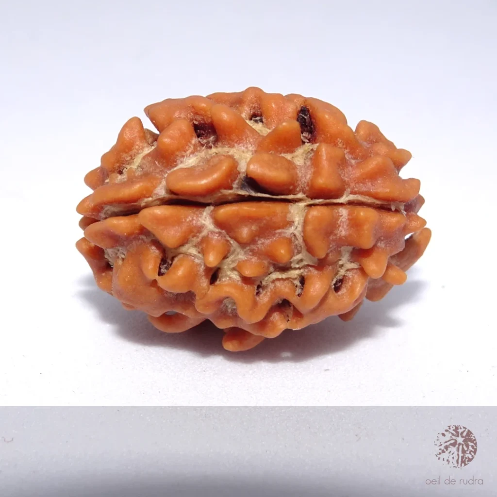 Rudraksha 2 faces énergisé