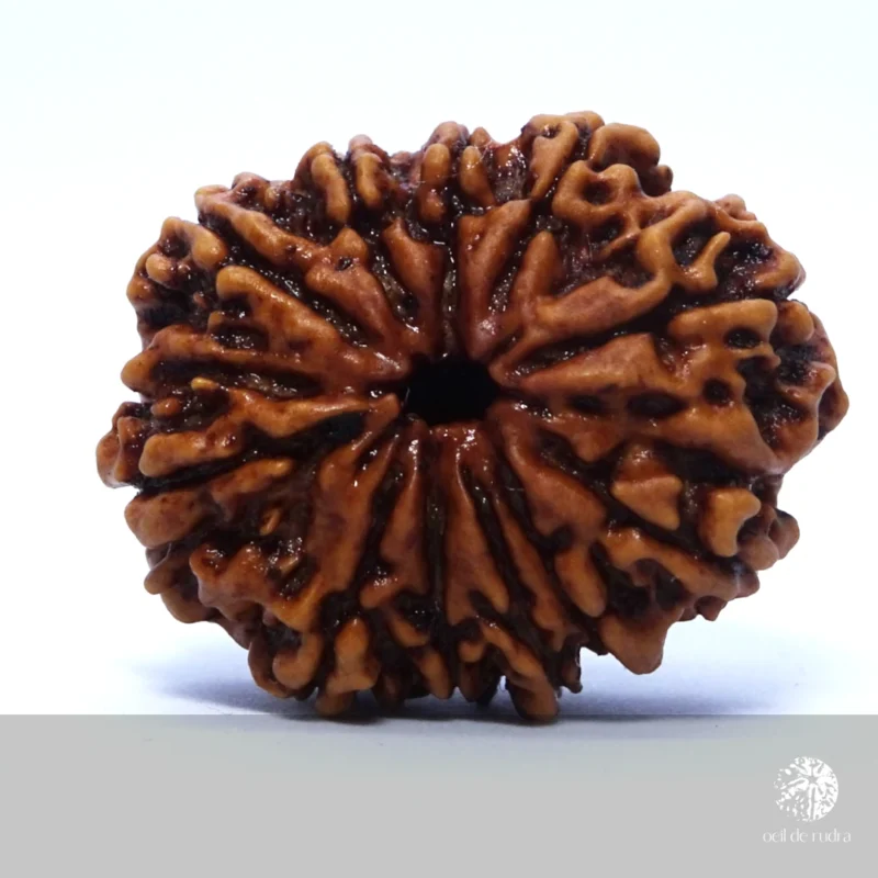 rudraksha 11 faces
