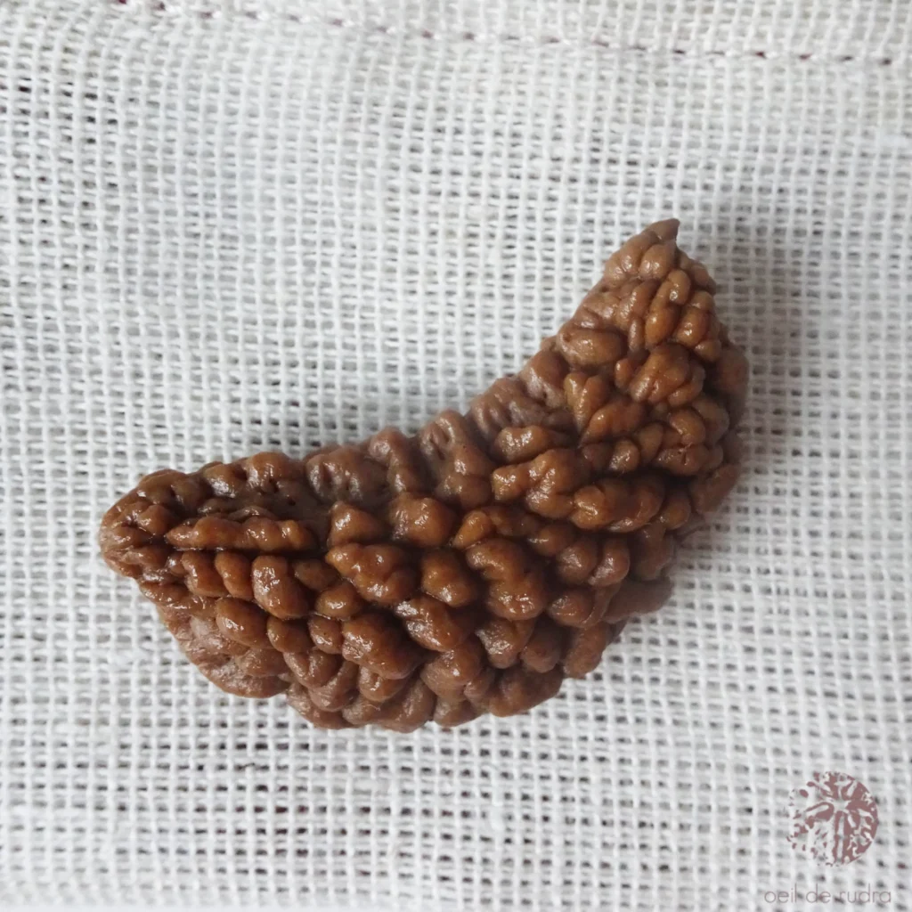 Rudraksha 1 face énergisé