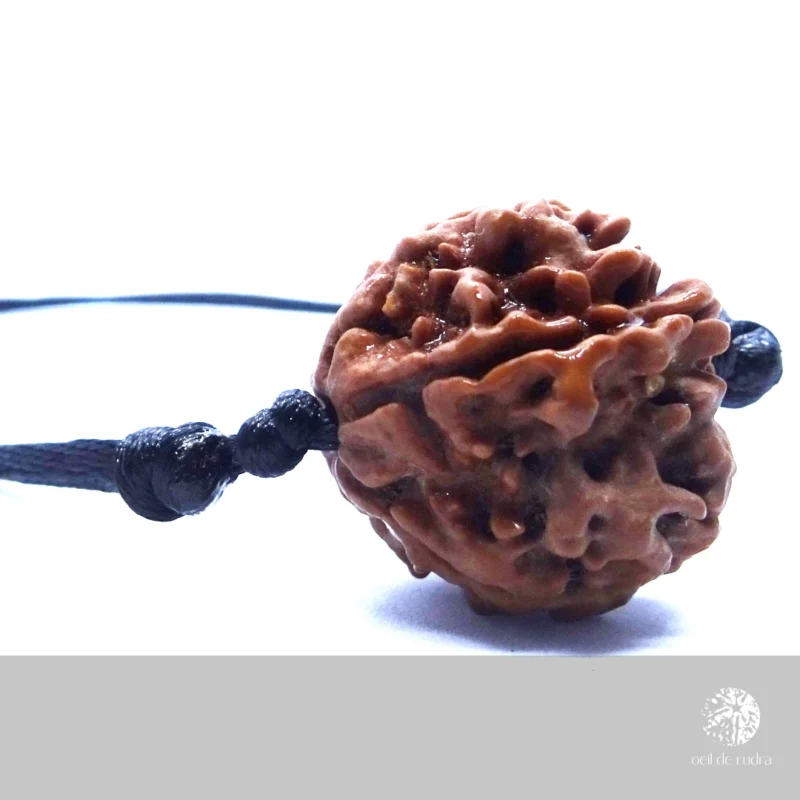 Rudraksha 5 faces énergisé – Image 8