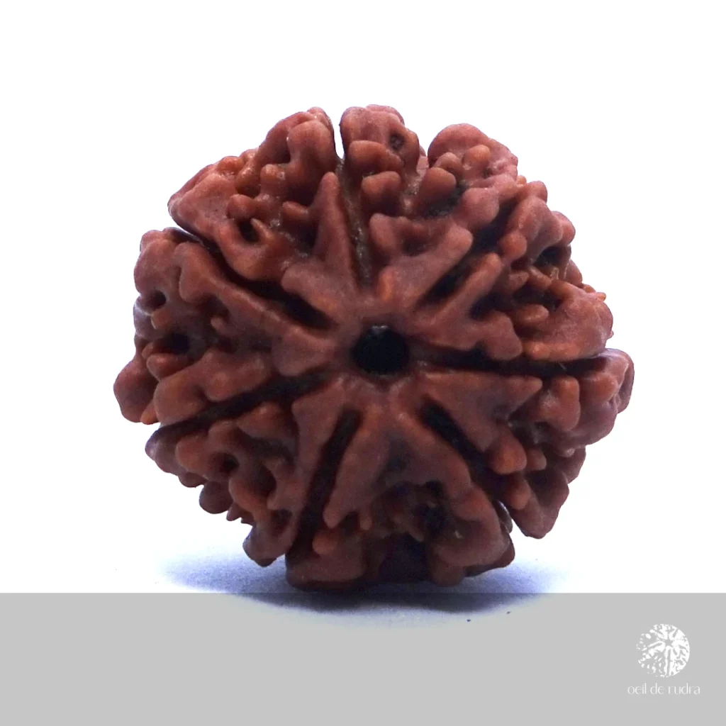 Rudraksha 7 faces énergisé