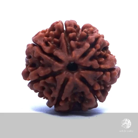 graine de rudraksha 7 faces pour l'abondance