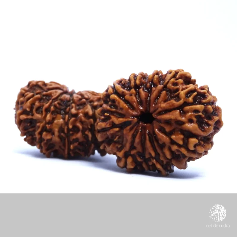 Rudraksha 11 faces énergisé – Image 3