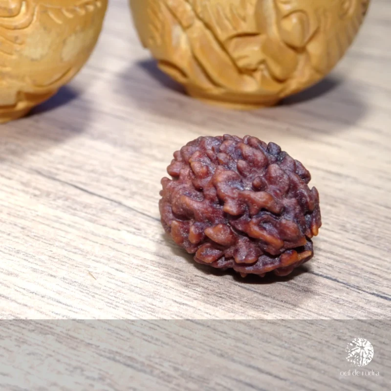 Rudraksha 3 faces énergisé – Image 5