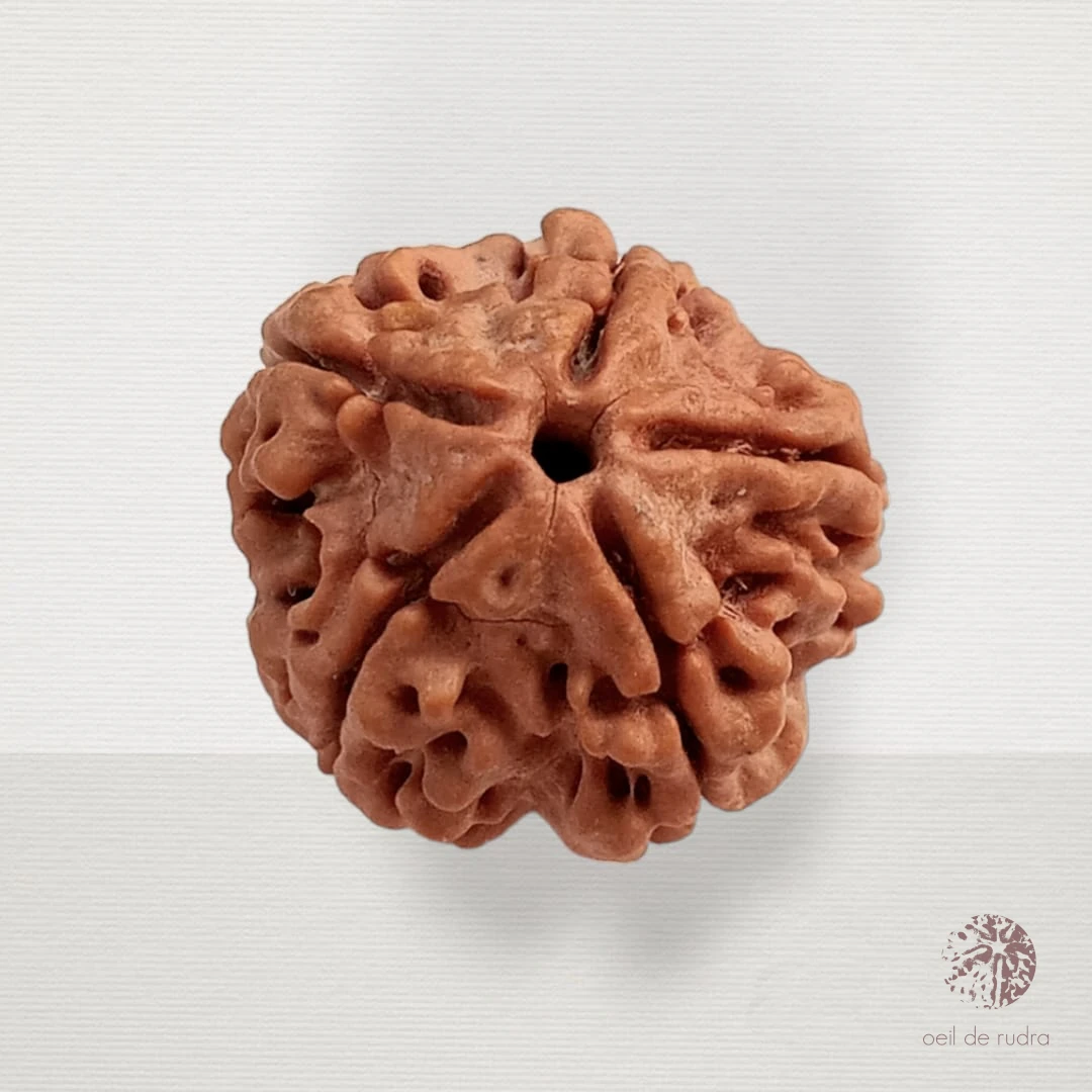 rudraksha