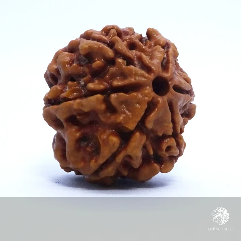 Rudraksha 6 faces énergisé – Image 5