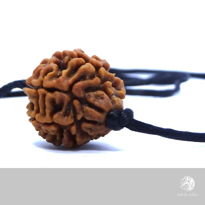 Rudraksha 6 faces énergisé – Image 4