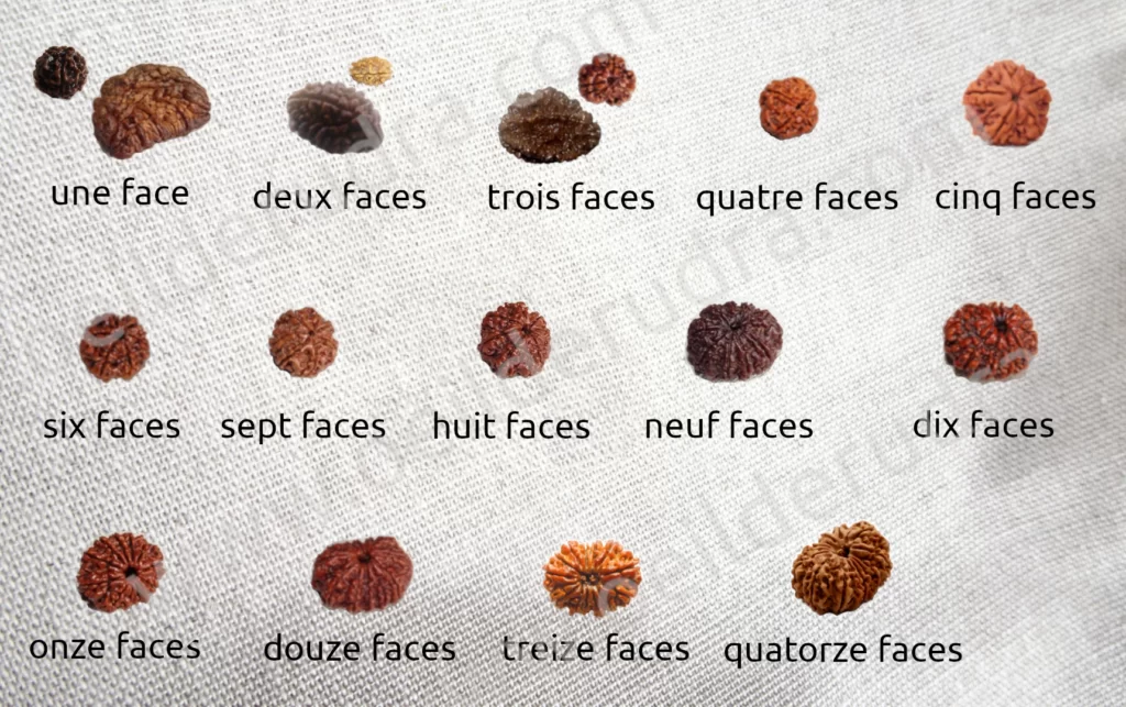 rudraksha de 1 à 14 faces