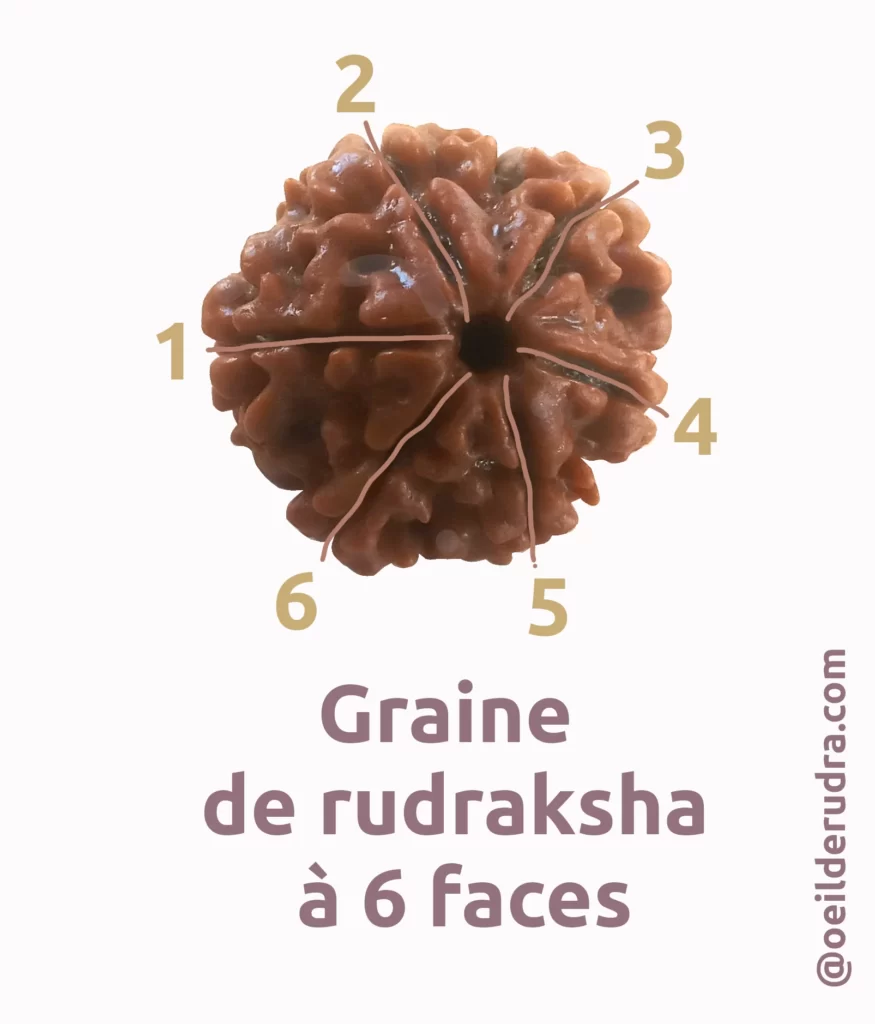 nombre de faces du rudraksha