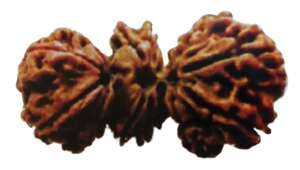 rudraksha trijuti