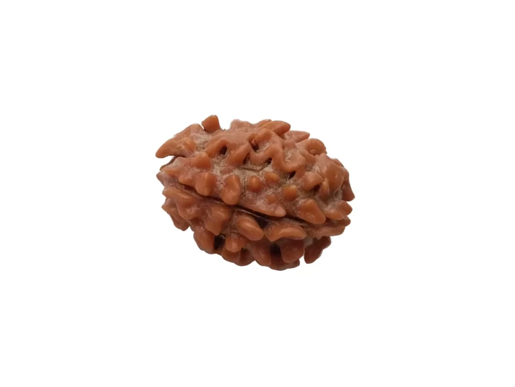 rudraksha 2 faces