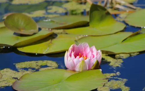 image d'une fleur de lotus