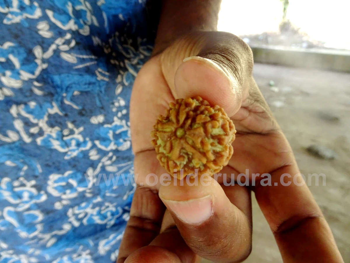 Véritable graine de Rudraksha tenue entre deux doigts en gros plan