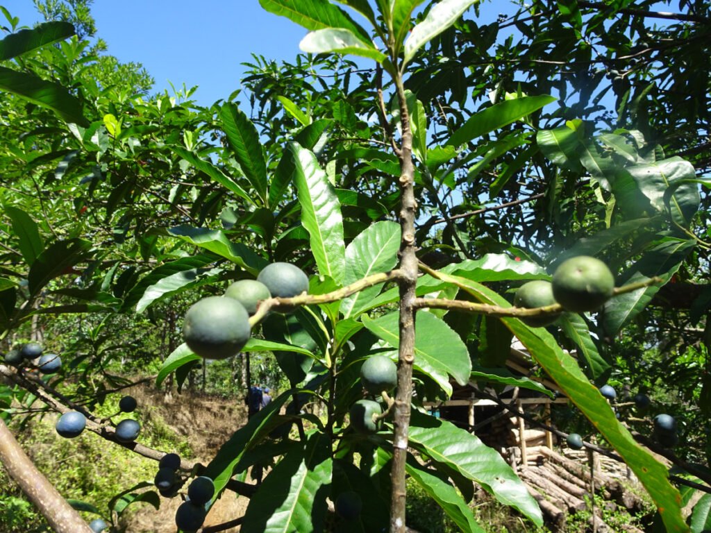 Elaeocarpus Ganitrus - L’Arbre produisant la graine Sacré du Rudraksha