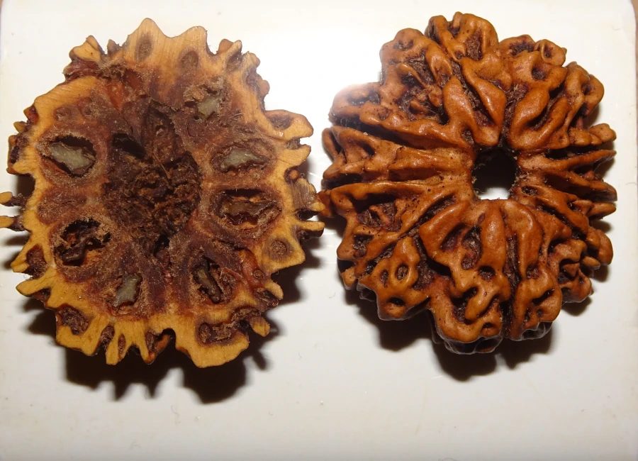 Comment reconnaître un Rudraksha authentique
