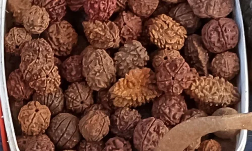 différents-rudraksha