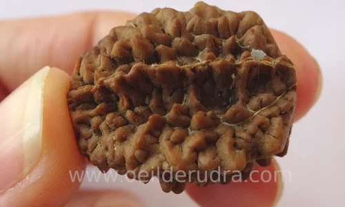 graine de rudraksha