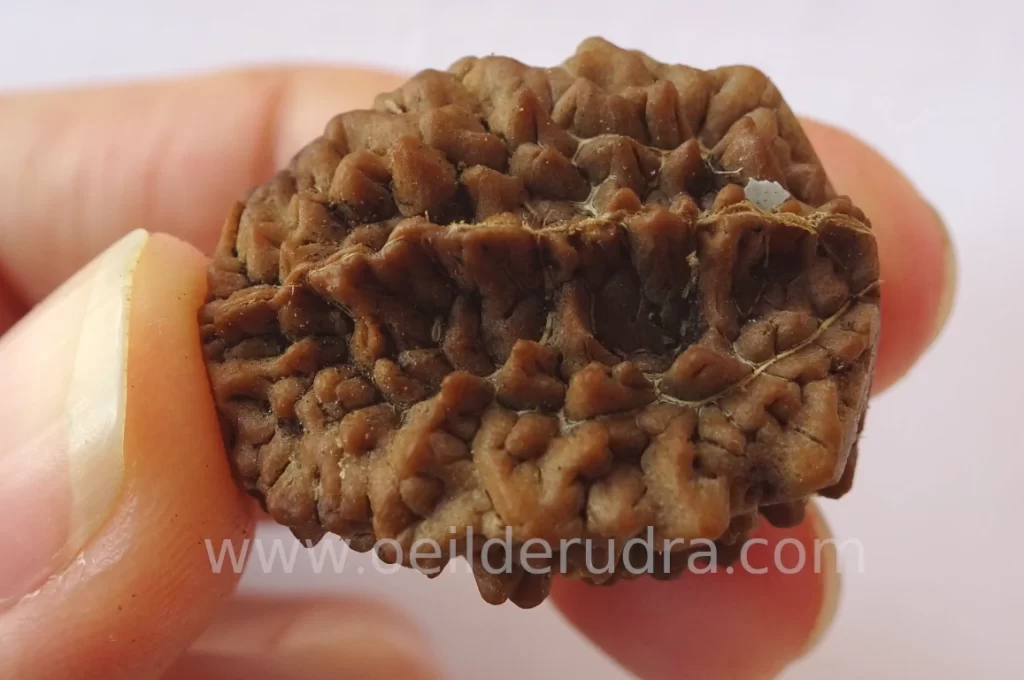 graine de rudraksha